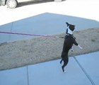 Ce chien marche comme un humain