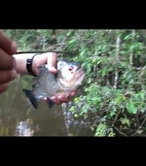 Ce piranha arrive à couper du bois !
