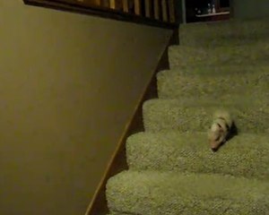 Ce porcelet affronte sa peur des escaliers pour atterrir dans son bol