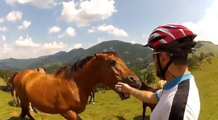 Un cycliste se fait mordre par un cheval