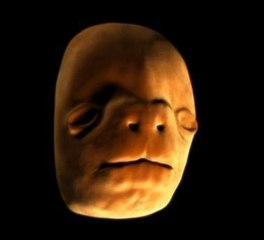 Voici comment se forme le visage avant la naissance