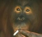 Cet orang-outan... doit arrêter de fumer