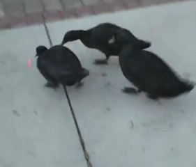Ces canards se battent pour un laser