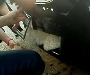 Ce chien s'est retrouvé coincé dans le pare-chocs d'une voiture pendant 17 kilomètres