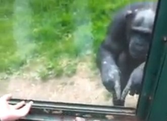 Ce chimpanzé demande de l'aide pour s'enfuir