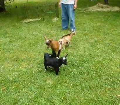 Cette petite chèvre joue à saute-mouton