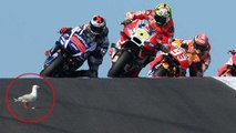 Moto GP : Andrea Iannone percute une mouette