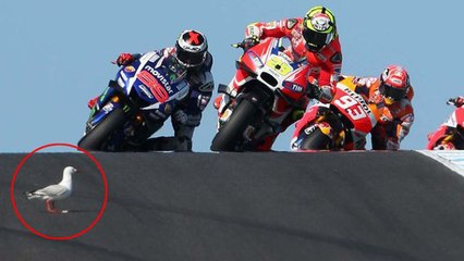 Moto GP : Andrea Iannone percute une mouette