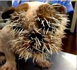Un chien s'offre une séance d'acupuncture en s'attaquant à un porc-épic