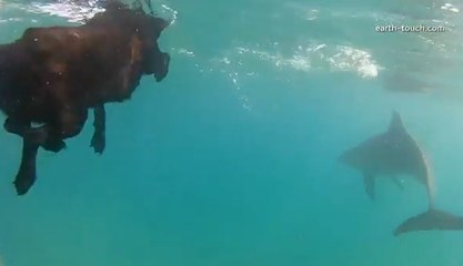 Ce chien adore nager au milieu des dauphins