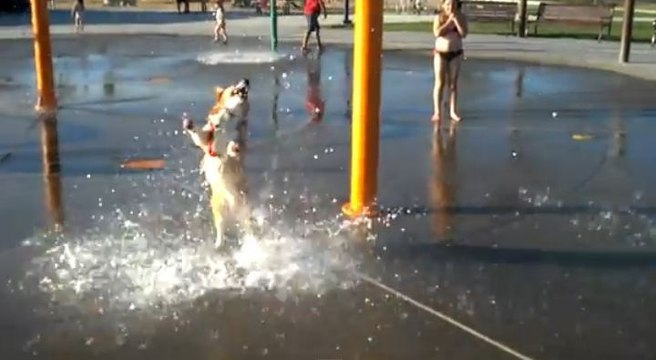 Quand un chien s'amuse avec des jets d'eau !