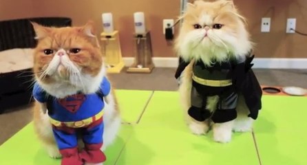 Ces deux chats sont habillés comme Batman et Superman !