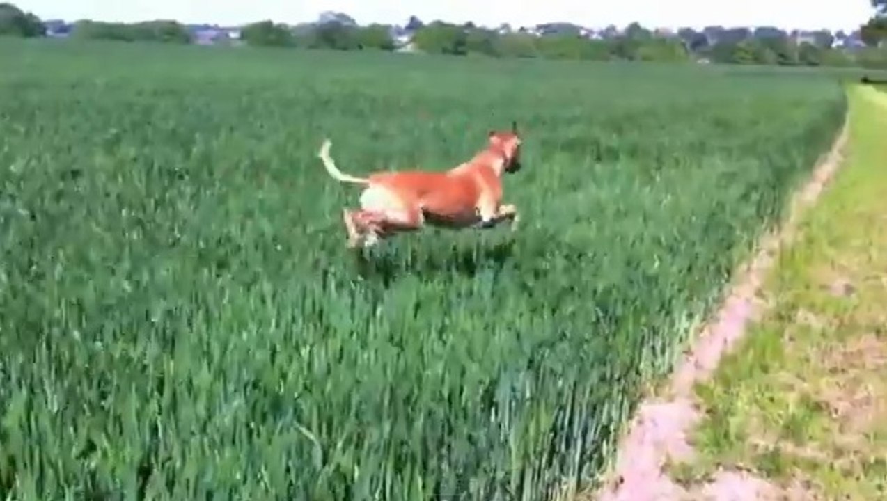 Ce chien saute tel un kangourou