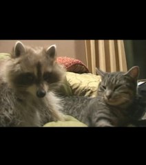 Ce chat et ce raton laveur sont de véritables compagnons de jeu
