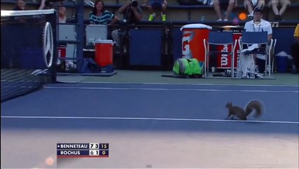 Tennis : un écureuil s'invite en plein match de l'US Open