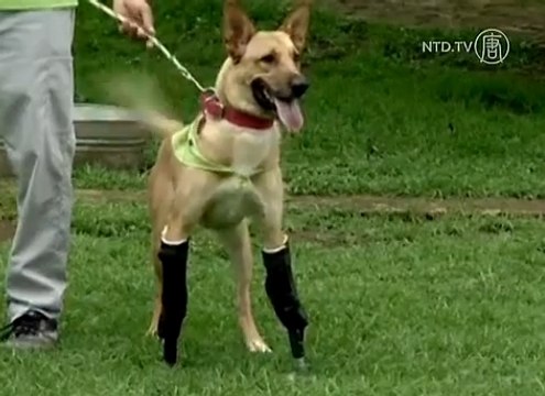 Torturé et mutilé par les cartels mexicains, ce chien retrouve l'usage de ses pattes