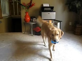 Ce chien est un distributeur de bières ambulant