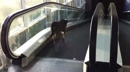 Ce chien n’a pas tout à fait compris comment fonctionnait un escalator !