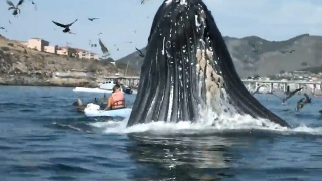 En faisant du kayak, elles tombent nez-à-nez avec une baleine