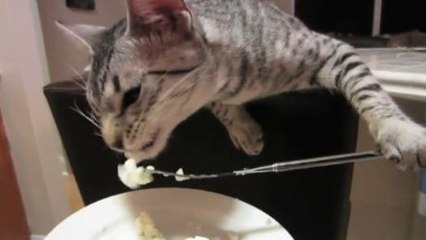 Zapping du web : ce chat mange avec une fourchette