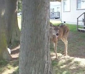 Cette biche joue à cache-cache avec le cameraman