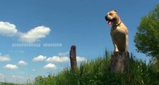 Ukraine : ce chien est un véritable Yamakasi