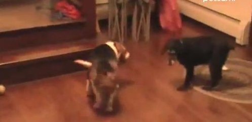 Pour lui voler une friandise, ce chien est prêt à tout