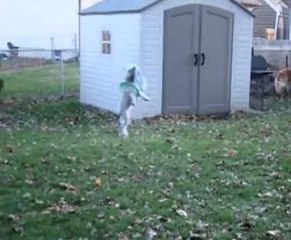 Ce chien rattrape tous les anneaux lancés par sa maîtresse