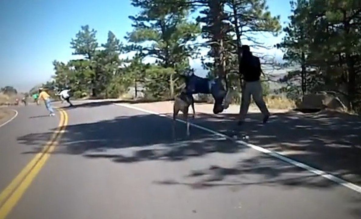 En pleine course de skateboard, il est percuté par un cerf