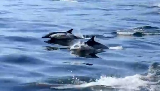 Admirez ce magnifique banc de dauphins vu de l'intérieur