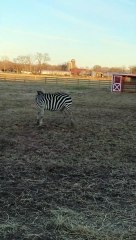 Marty the Zebra Chases Tail