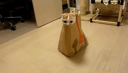 Cet adorable chat veut remplacer les jouets Happy Meal