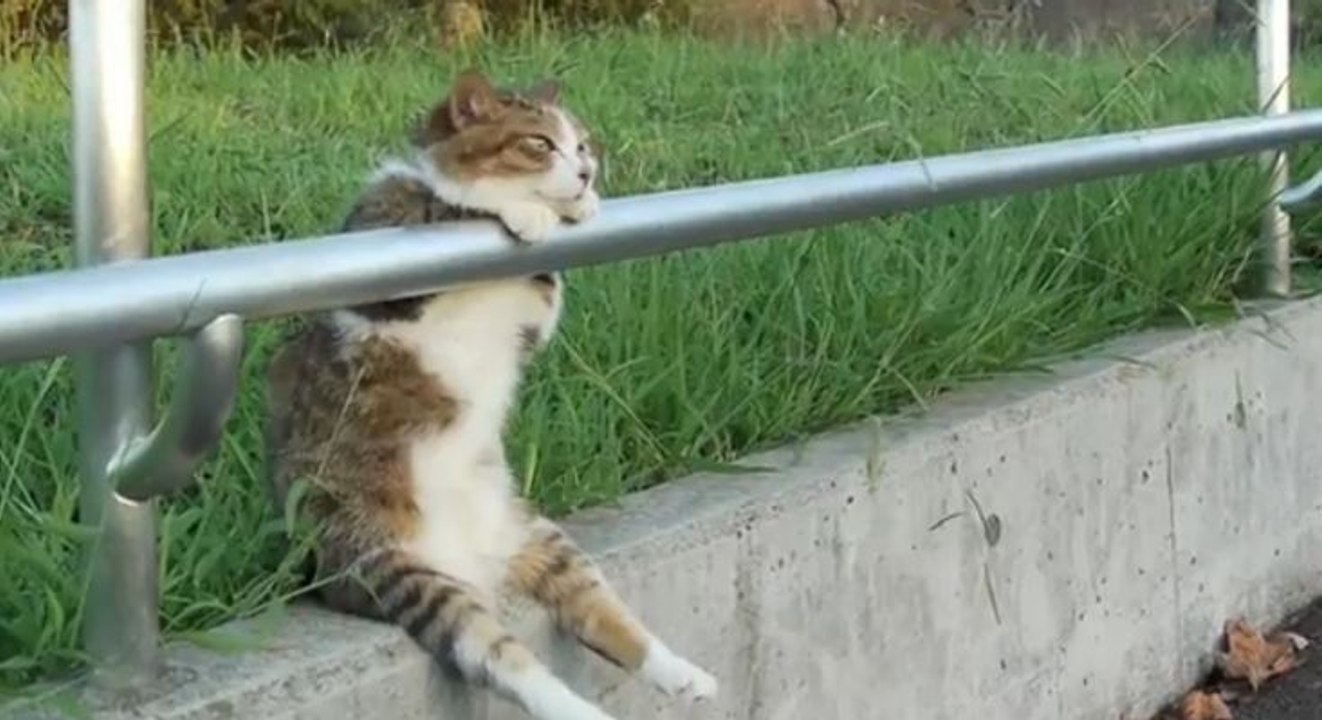 Ce chat a été élu le plus cool du monde !