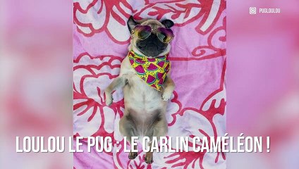 Loulou le pug : Le carlin caméléon !