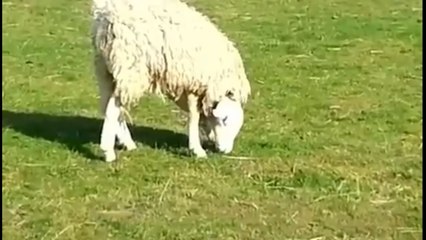 Regardez ce mouton né avec tête à l’envers
