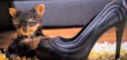 Record : Little Meysi est le chien le plus petit du monde !