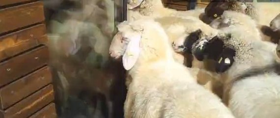 Des moutons entrent dans un magasin de sport !