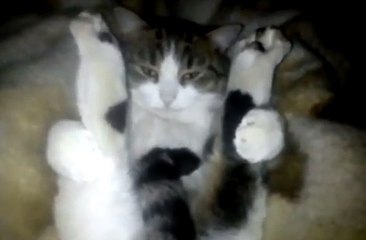 Regardez ce chat méditer dans une position de yoga très spéciale