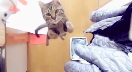 Découvrez les meilleurs lolcats dans une incroyable compilation!