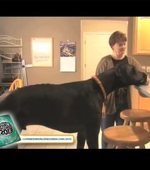 Record : découvrez le chien le plus grand du monde en images
