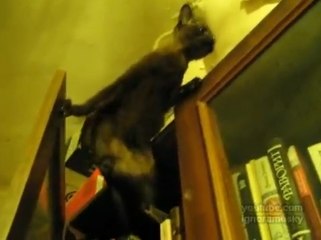 Regardez ces chats se comporter comme des agents secrets !