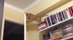 Regardez ce chat faire une énorme chute depuis cette bibliothèque