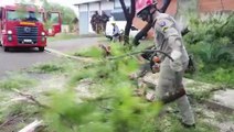 Queda de árvore mobiliza Corpo de Bombeiros ao Bairro Pioneiros Catarinenses