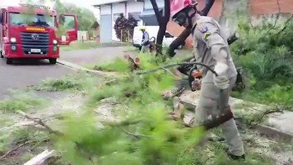Queda de árvore mobiliza Corpo de Bombeiros ao Bairro Pioneiros Catarinenses