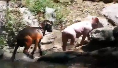 Découvrez un cochon porter secours à un chevreau