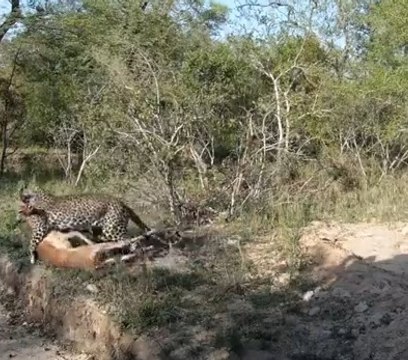 Regardez l'attaque éclair d'un léopard sur un impala