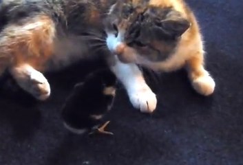 Ce poussin a été totalement adopté par ce gros chat