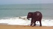 Cet éléphant joue à la corde à sauter sur une plage en Thaïlande