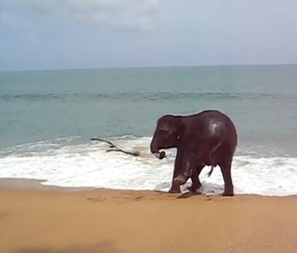 Cet éléphant joue à la corde à sauter sur une plage en Thaïlande