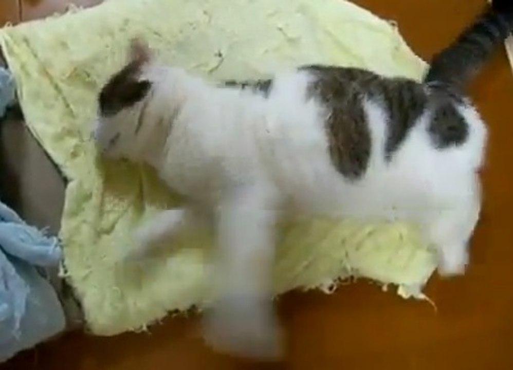 Regardez ce chat qui court alors qu'il est en train de dormir